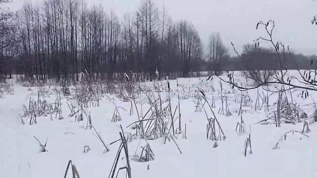 Нашел в зимнем лесу крупные ягоды шиповника, не мог насмотреться.