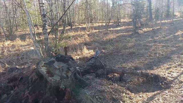 Клещи выходят из зимней спячки