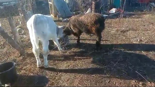 Баран