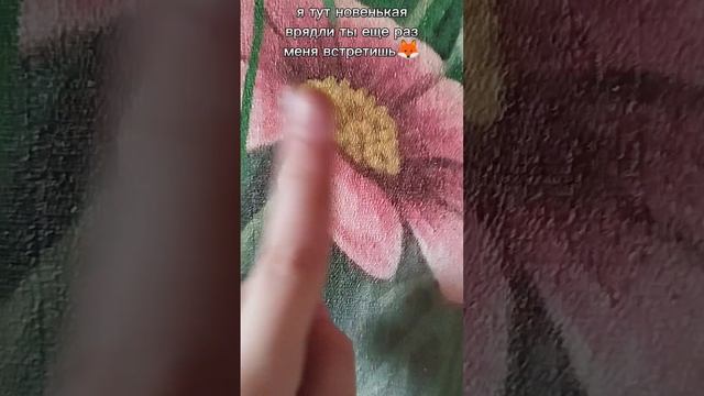 лисы....... стоп привет! 🦊