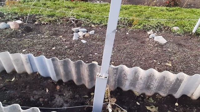 22 октября 2023 г.строим шпалеры