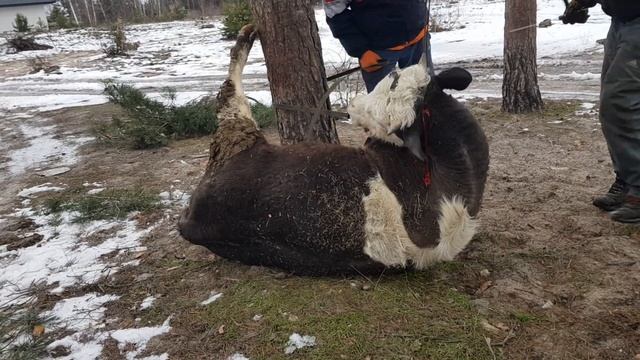 Schnelle Schlachtung eines Bullen/Fast slaughter of a Bull  /ЗАБОЙ КРС