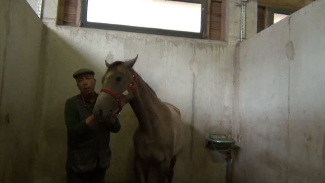 Eduquer son cheval : mettre un filet pour la 1ère fois