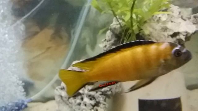 Pseudotropheus elongatus usisya