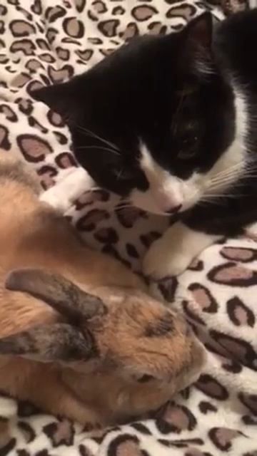 Кот Филя и кролик, которого я называю просто - Заяц