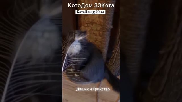 Как живет Дашик