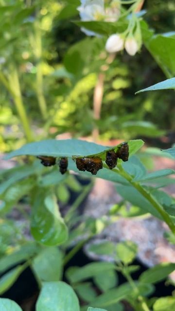 Potato Beetle Larvae