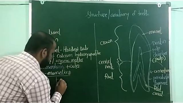 Anatomy of Tooth I Structure of Tooth I Enamel I Dentin I Cementum I Pulp I Periodontal ligament