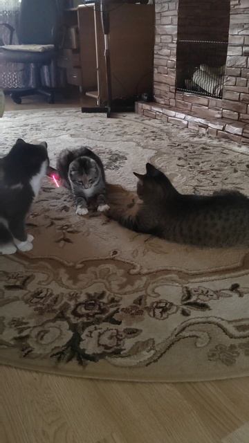 Посидим подумаем🐱