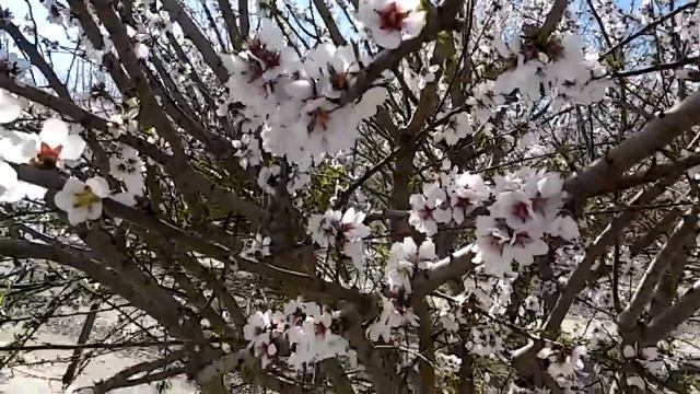 Сад цвіте у лютому.24 лютого 16.