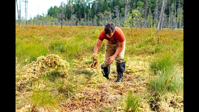 Sphagnum Modules   Сфагновые модули