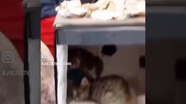 Кошка приручает спасённого котёнка