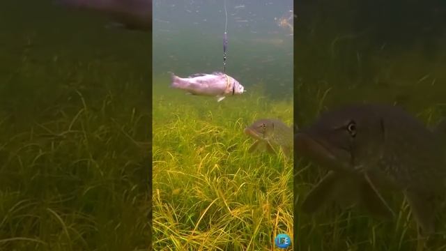 Рыбалка. Реакция на механическую приманку. ��