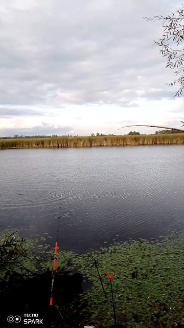 Ловля карпа летом