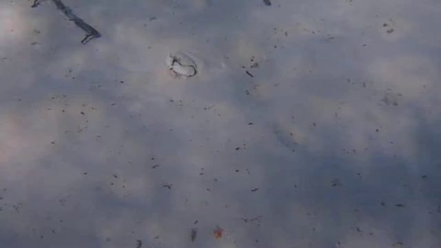 краб-коробочка Calappa hepatica box crab