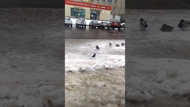 Ярославль 06.03.2025 уточки
