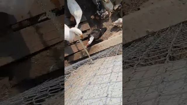 Ужас ! Это надо видеть . Гусь ловит срую воды .