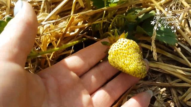 Результат укоренившейся рассады с ОКС от семьи Володиных!