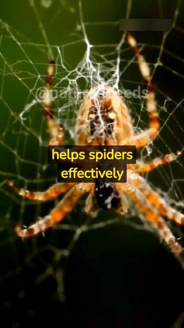 Why Do Spiders 8 Eye's 💯 #spider #animal