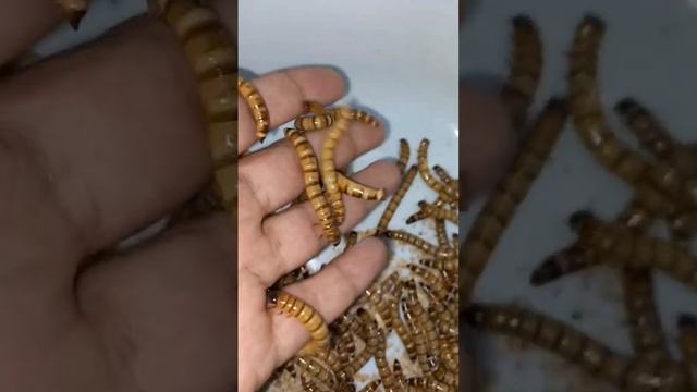 superworm 100 pcs order