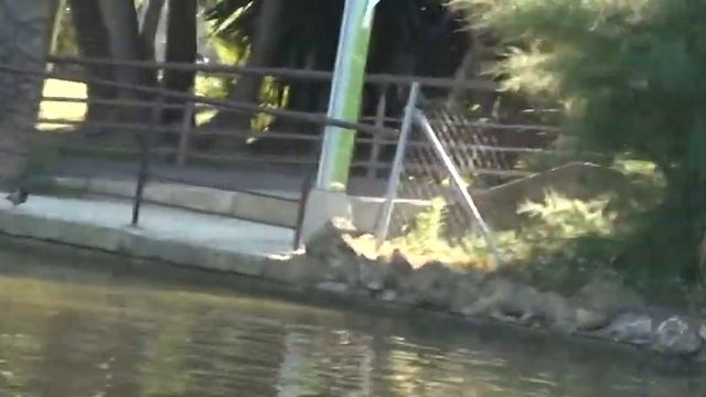 отпуск в Барселоне. видеоблог. Гуси