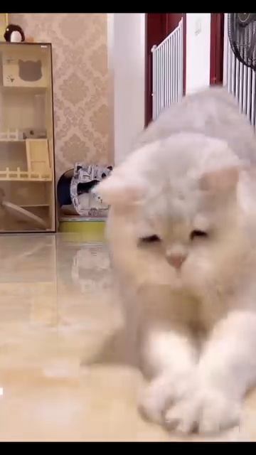 Мир домашних питомцев – Серия 110: Забавные и милые моменты