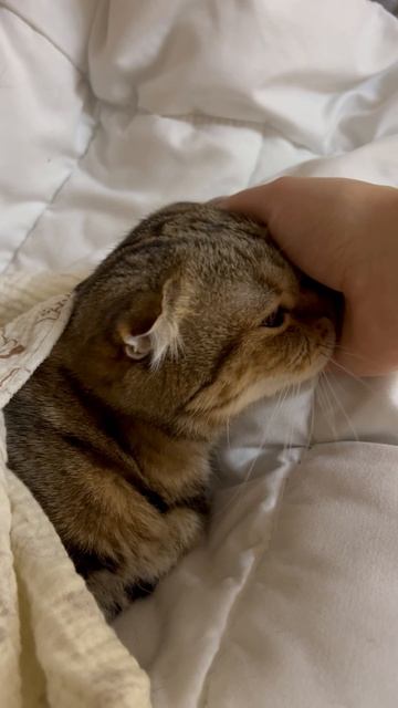 Милая шотландская вислоухая кошка 🐱