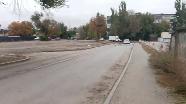 Вороны, грачи, голуби.