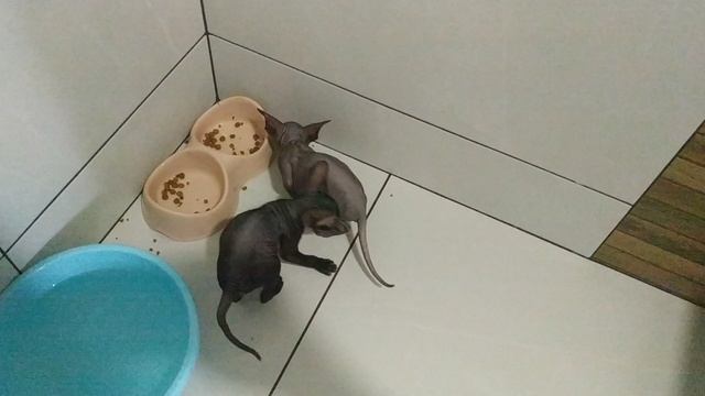 VID_20250312_165718.mp4