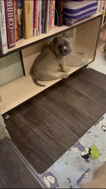 VID-20250312-WA0003.mp4