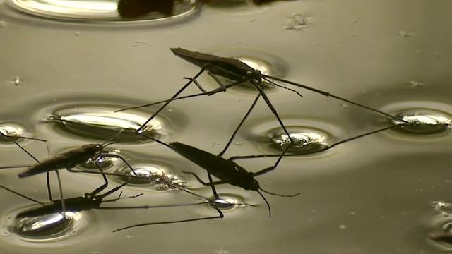 Skräddare - Water strider TänkOm