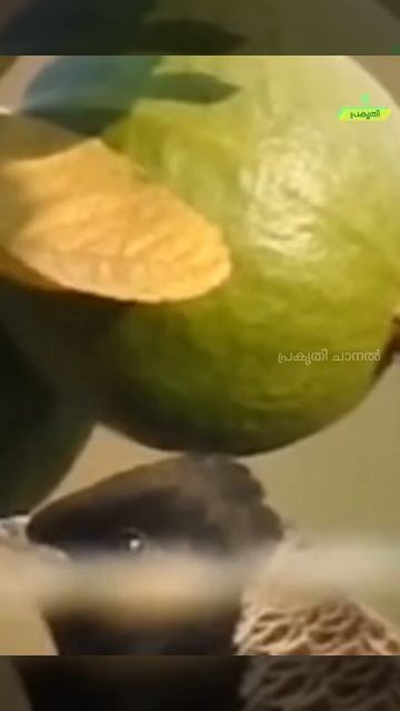 വാനമ്പാടിയോ രാപ്പാടിയോ നല്ല പാട്ടുകാർ? Nightingale & Skylark