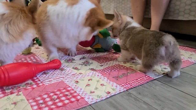 Фрай Винд Ч-помет д.р. 02.07.2023 http://www.freiwind.ru/ch3-litter.html