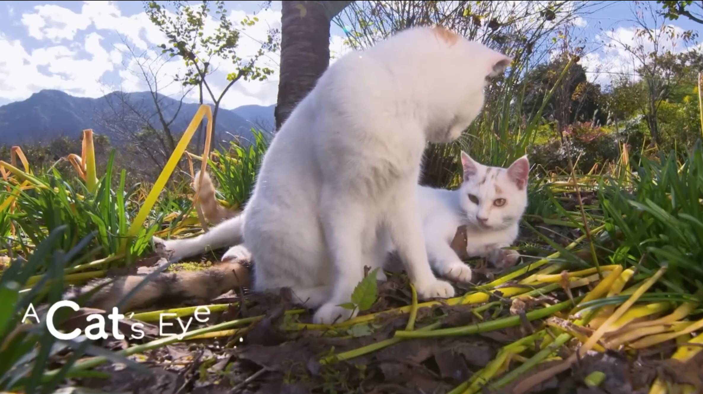 CHICHIBU - Cats eye