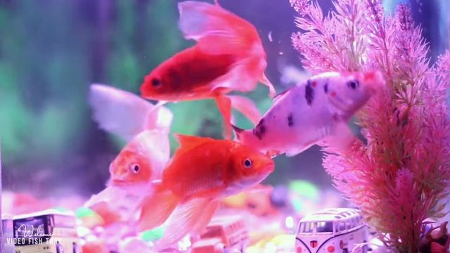 🐠Goldfish, Koi Fish, cichlid, Colorful aquarium Surprise Eggs, Butterfly Fish, Frog, Snake [Ep27]