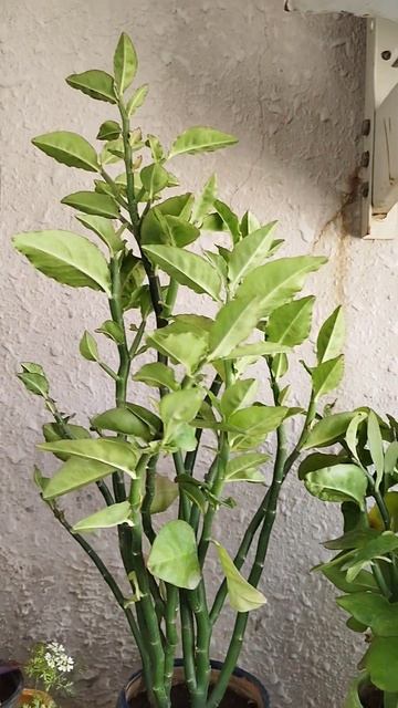 Naagdon Euphorbia tithymaloides  #euphorbia #plant #ytshorts