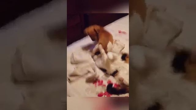 There’s a reason cats hate dogs