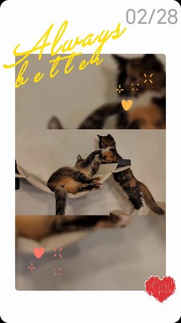 Гамаки для кошек