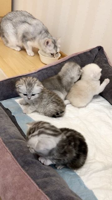 Котятам кошки Кайли 22 дня.
