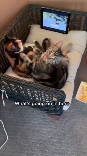 у кота свидание
