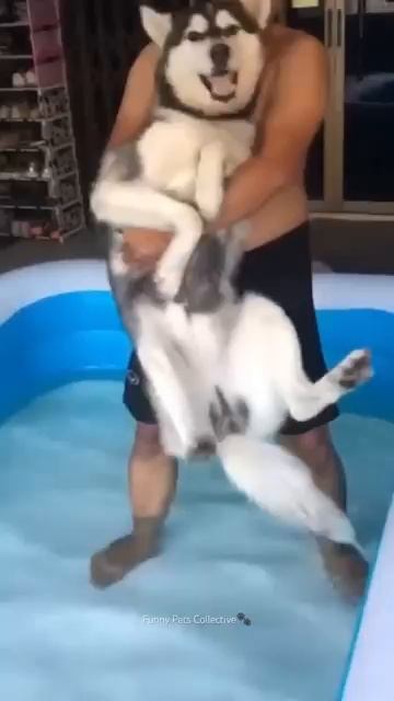 Husky Expectations - Reality🤣 Husky are the Queens of Drama - Huskies are pro at saying NO #husky