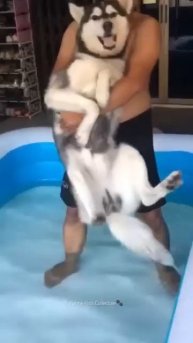 Husky Expectations - Reality🤣 Husky are the Queens of Drama - Huskies are pro at saying NO #husky