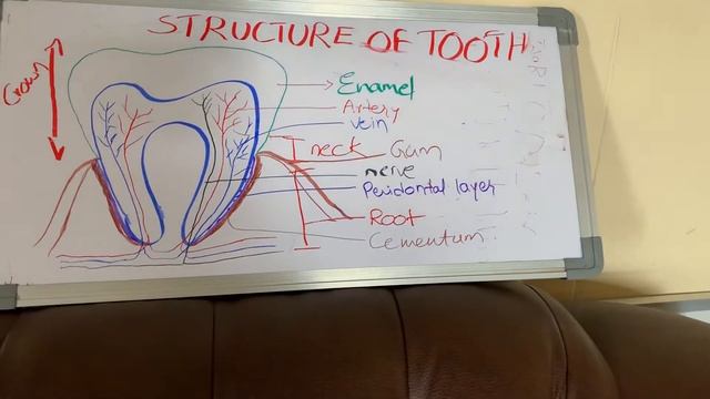 Structure of tooth