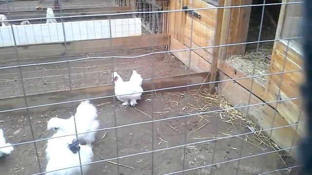 Курица из шолка