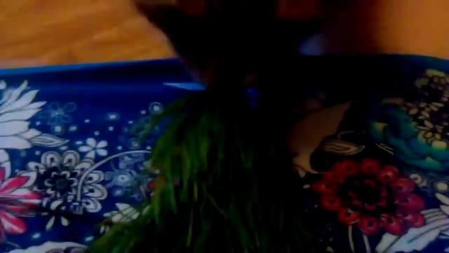 Реакция моего кота на лесные растения!