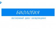 6 класс - Биология - Жизненный цикл Хвощевидных