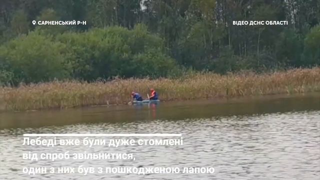 Працівники ДСНС врятували лебедів, які заплутались у сітках