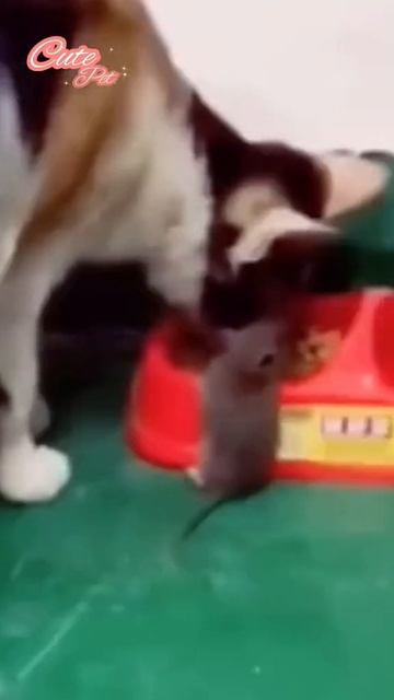 ХихиЧпок Юмор