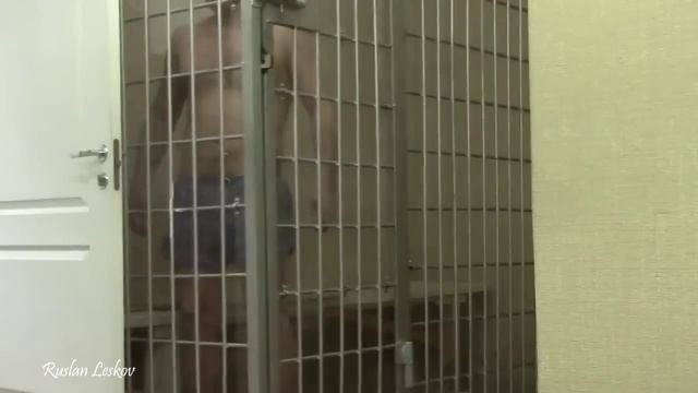 Нетрезвый бык в обезьяннике.