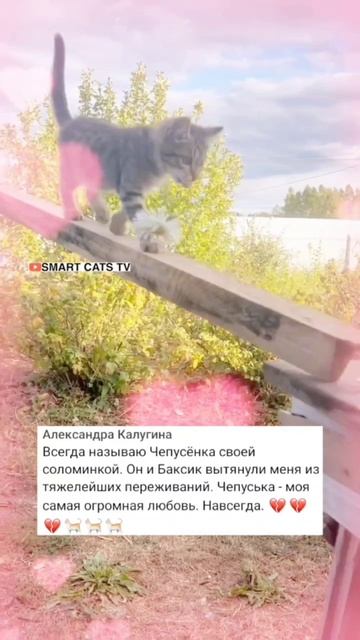 Дарить любовь - это была миссия Чепусика на земле 👼🌈❤️🐈🌎